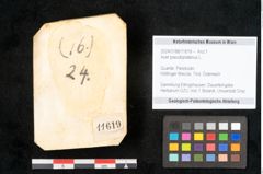 Foto (Objekt + Etikett) von Acer pseudoplatanus L. (NHMW-GEO-2024-0188-11619)